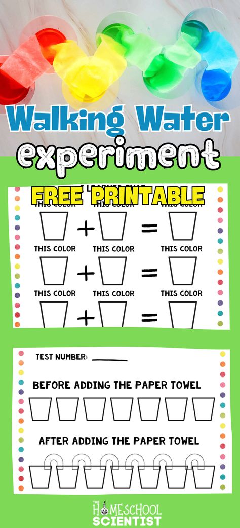 Walking water experiment with worksheets. Use as a color mixing activity for preschool or kindergarten or elementary science experiment to learn about how plants take in nutrients and water. Use the printable with multiple grade levels - two levels of worksheets included. Mystery Water Activity, Color Mixing Experiments For Kids, Water Dropper Activities, Color Mixing Activities Preschool, Walking Water Science Experiment, Science Activities For Preschool, Walking Water Experiment, Water Cycle Experiment, Free Science Printables