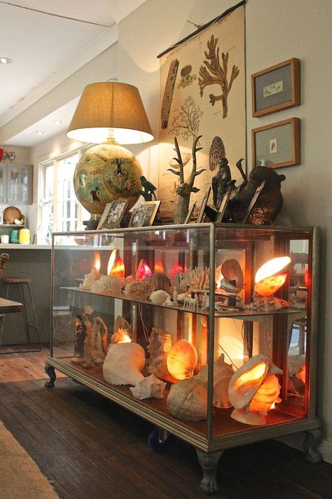 Inspired by Wonder: How to Create a Cabinet of Curiosities – Canvas: A Blog By Saatchi Art Crystal Collection Display, Shell Lamps, Animal Vegetable, Cabinet Of Curiosity, Shell Display, 1940s Home, Mineral Display, Glass Showcase, Glass Display Case