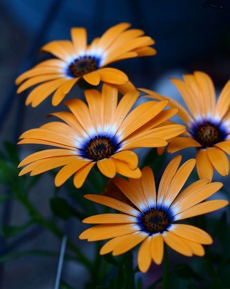 Daisy Flowers, African Daisy Tattoo, Orange Flower, Daisy Pictures Flower, Orange Daisy, African Daisies, African Daisy, African Daisy Flower, Orange Daisies