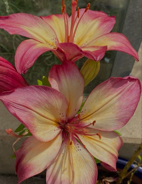 Yellow, Flowers, Pink