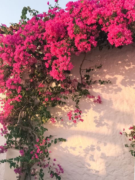 #ritafarhifinds #bougainvillea #pink #flowers #floral #wall #garden #sunset #turkey #alacati #stone Whats Wallpaper, Pink Flowers Wallpaper, Fotografi Digital, 수채화 그림, Flower Therapy, Wall Garden, Flower Background Wallpaper, Chelsea Flower Show, Beautiful Landscape Wallpaper