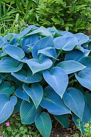 'Halcyon Blue' Hosta Hosta Halcyon, Hosta Flower, Hosta Care, Blue Hosta, Shade Loving Perennials, Fall Planting, Hosta Plants, Shade Flowers, Replant