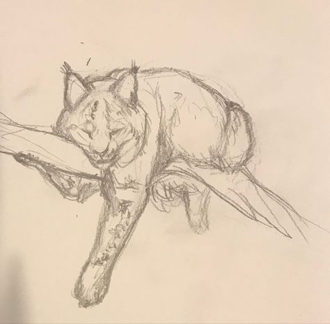 Wolf Art Poses, Cat Head Sketch, Cool Animal Drawings Sketches, Lynx Drawing Easy, Animal Study Drawing, Lynx Drawing Sketch, Drawings Of Foxes, Lynx Sketch, Animal Sketch Ideas