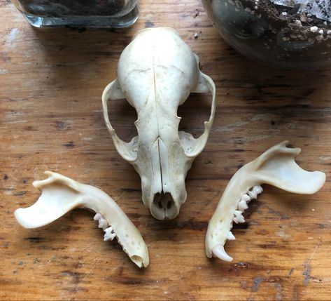 Skull Identification, Skull Oddities, Bone Collecting, Curiosity Tattoo, Cryptid Academia, Goblin Aesthetic, Raccoon Skull, Bat Ears, Demon Aesthetic