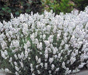 White Lavender Hedging (Lavandula angustifolia Arctic Snow) Yellow Perennials, Lavender Hedge, Big White Flowers, Provence Lavender, Gladioli, Garden Shrubs, Moon Garden, Trendy Flowers, Lavandula Angustifolia