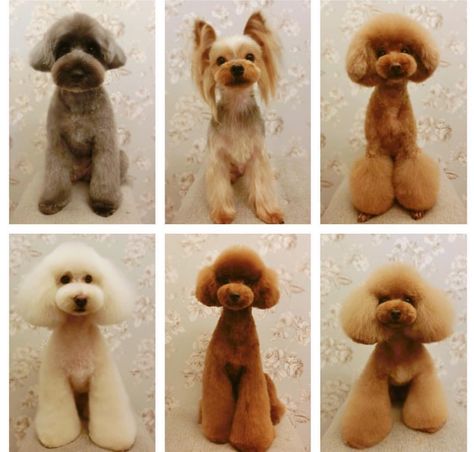 Grooming Japanese Poodle Grooming, Japanese Dog Grooming, Toy Poodle Haircut, Japanese Dog, Dog Grooming Styles, Poodle Haircut, Bichon Dog, Poddle, Poodle Cuts