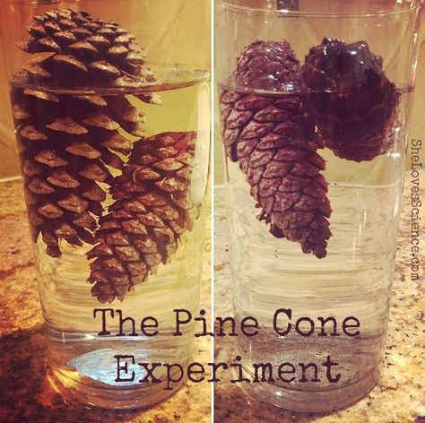 Nature Experiments, Pinecone Crafts Kids, Water Experiments, Painted Pinecones, Tree Study, Fall Nature, Stem Crafts, Kid Experiments, Science Projects For Kids