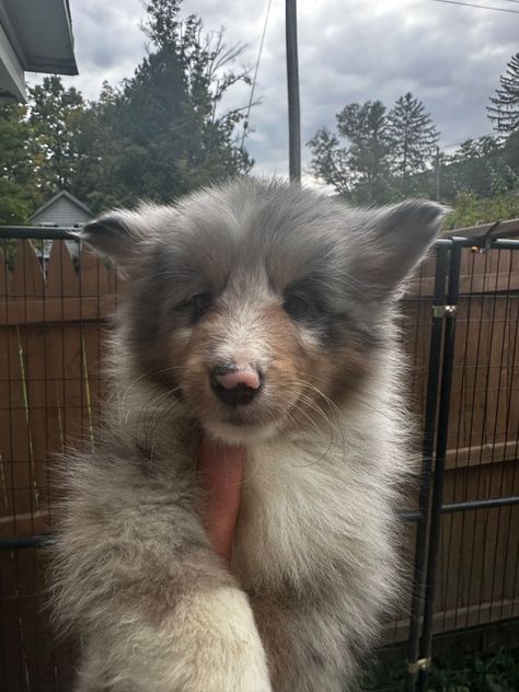 Adiame Has Shetland Sheepdog Puppies For Sale In Middleburgh, NY Shetland Sheepdog Drawing, Maremma Sheepdog Puppy, Sheltie Puppies For Sale, Shetland Sheepdog Puppy, Old English Sheepdog Puppy, Miniature Shetland Sheepdog, Sheltie Puppy, Shetland Sheepdog Puppies, Shetland Sheepdog Blue Merle