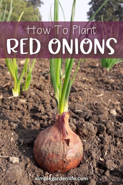 Grow Red Onions, Onion Garden, Growing Onions, Fish Garden, Onion Bulbs, Planting Onions, Vegetable Garden Planning, Starting Seeds Indoors, Plant Help