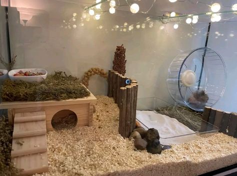 Glass Hamster Cage, Diy Bin Cage For Hamster, Gerbil Enclosure Ideas, Cheap Hamster Cage Ideas, Small Hamster Cage Ideas, 20 Gallon Hamster Tank Ideas, Home Made Hamster Cage, Hamster House Ideas Diy, Hamster Set Up Ideas