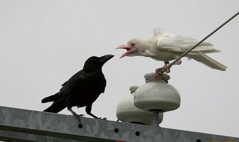 Black and white ravens Rare Albino Animals, Rwby Funny, White Crow, White Birds, Albino Animals, Jackdaw, Akhal Teke, Crows Ravens, Animale Rare