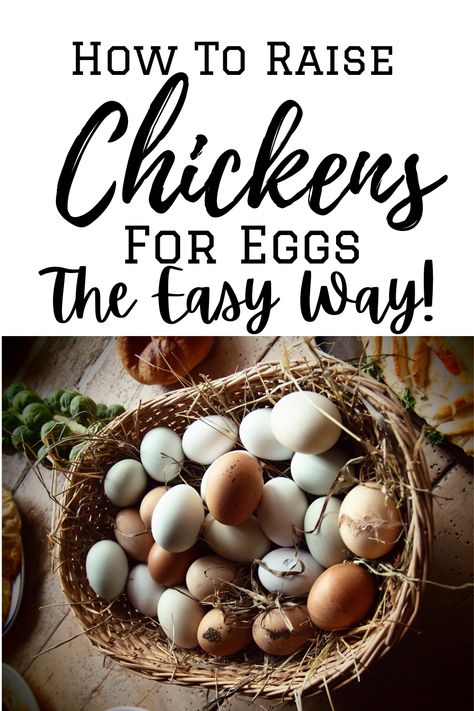 Raising Chickens For Eggs, Raising Chickens 101, Chickens For Eggs, How To Grow Strawberries, Urban Chicken Farming, Grow Strawberries, Raising Chicken, Laying Chickens, Raising Chicks