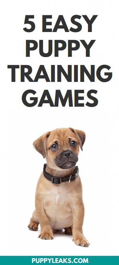 Basic Manners, Dog Minding, Impulse Control, Easiest Dogs To Train, Interactive Games, Puppy Training Tips, Dog Training Techniques, Training Your Puppy, Puppy Care