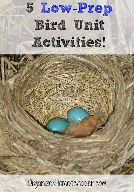 Biology Experiments, Biology Activity, Bird Ideas, Elementary Science Activities, Homeschool Science Curriculum, Preschool Spring, Study Activities, Unit Studies Homeschool, Flying Creatures