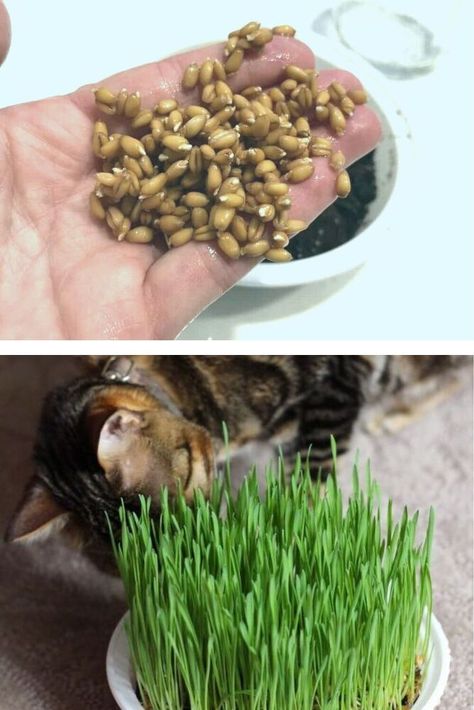 If you’re wondering what is cat grass - cat grass is a fun and healthy item to add to your cat’s living environment! Check out this easy tutorial for how to grow cat grass from recycled container. Beadboard Kitchen Cabinets, Diy Beadboard, Spring Wall Decor, Moss Wreath, Cat Grass, Growing Greens, Take Out Containers, Diy Bird Feeder, What Cat