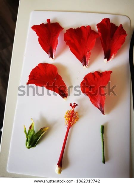 Dissected Bright Red Hibiscus Flower Stock Photo (Edit Now) 1862919742 | Shutterstock Flower Dissection, Red Hibiscus Flower, Book Cover Page Design, Flower Hibiscus, Book Cover Page, Independence Day Background, China Rose, Red Hibiscus, Flower Stock