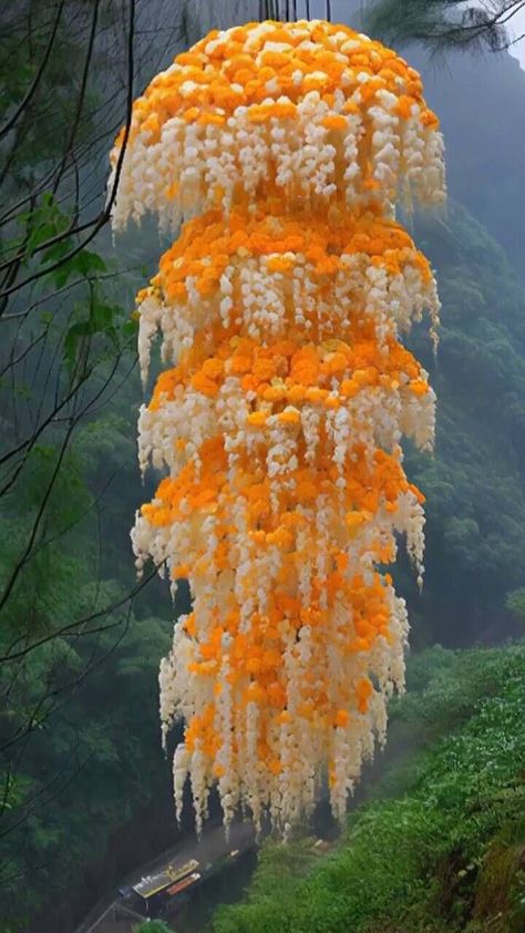 Strange Flowers, Unusual Plants, Unusual Flowers, Unique Trees, Most Beautiful Flowers, Rare Flowers, Unique Plants, Pretty Plants, Beautiful Flowers Pictures