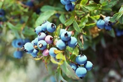 How to Grow Blueberries on a Patio Blueberry Gardening, Growing Blueberries, Blueberry Plant, Acid Loving Plants, Old Farmers Almanac, Natural Fertilizer, Blueberry Bushes, Blue Fruits, Edible Landscaping