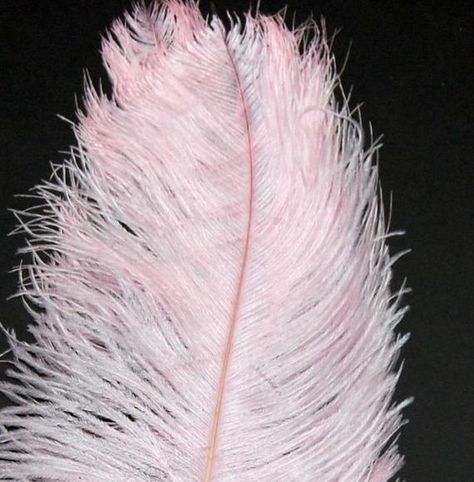 Pink Feather Aesthetic, Vase Crafts, Diy Hat, Ostrich Feather, Pink Feathers, Natural Eyes, Ostrich Feathers, Bridal Photos, Evening Wear