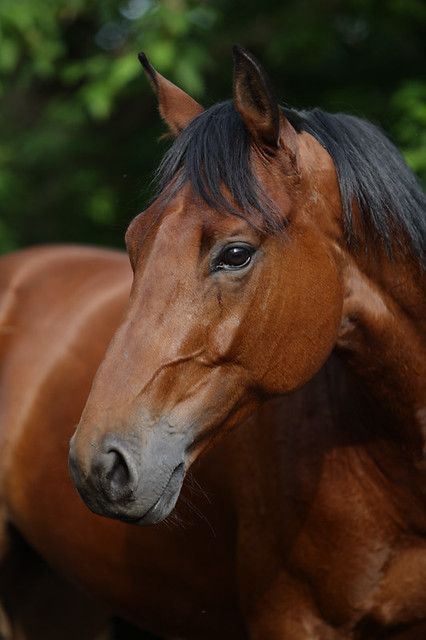 I M G 63 | It's my horse | Mikhail Kondrashov (fotomik) | Flickr Brown Horses, Awesome Possum, Cai Sălbatici, Bay Horse, Quarter Horses, Horse Face, Most Beautiful Horses, Tapeta Galaxie, Majestic Horse