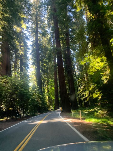 West Coast Road Trip Aesthetic, West Coast Summer, West Coast Aesthetic, Pnw Aesthetic, West Coast Canada, Coast Redwood, East Coast Usa, Center Parcs, Adventure Girl