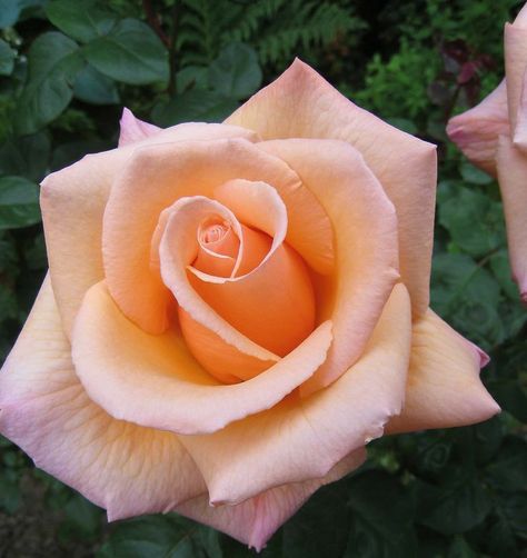 Hybrid Tea Roses Garden, Hybrid Tea Roses Care, Roses Pictures, Rose Reference, Rose Flower Tattoos, Rose Gardening, Realistic Rose, Peach Colour, Fleur Orange