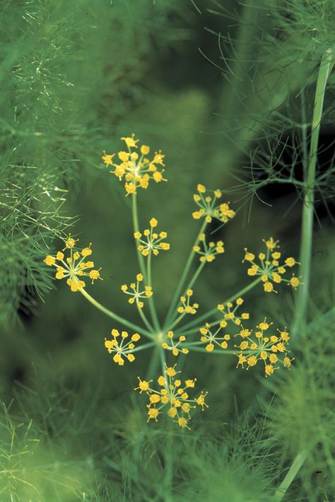 Fennel Plant, Fennel Flower, Edible Seeds, Attracting Beneficial Insects, Fine Gardening, Plant Aesthetic, Hardy Perennials, Beneficial Insects, Delicate Flowers