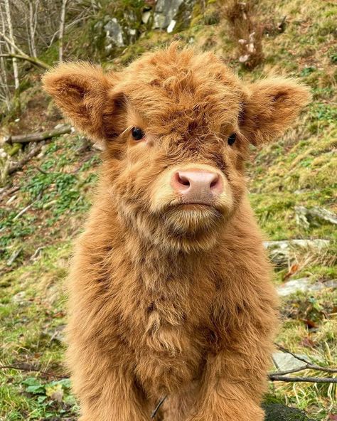 Cow Fluffy, Fluffy Cow, Baby Cow, Cute Cow, Animals Cute, Animal Wallpaper, The Cutest, Animal Art