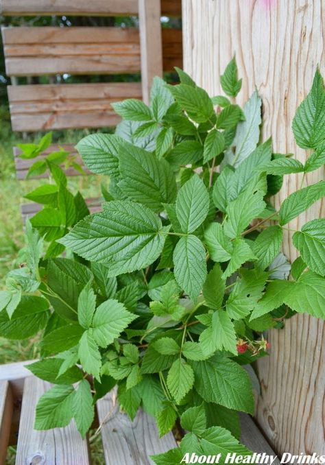 Raspberry Leaf Tea Benefits, Raspberry Leaves, Growing Raspberries, Wild Foraging, Raspberry Plants, Raspberry Leaf Tea, Raspberry Leaf, Herb Tea, Tea Benefits