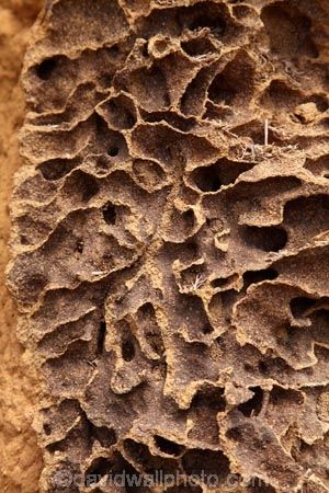 Inside of broken cathedral termite mound, Kakadu National Park, Northern Territory, Australia — David Wall Ant Hill, Northern Territory Australia, Kakadu National Park, Ant Colony, Driftwood Art Diy, Ant Farms, Termite Control, Cross Section, Northern Territory