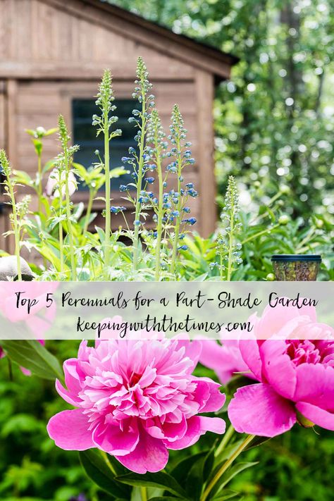 My Top 5 Perennials For Partial Shade Gardening - Keeping With The Times Shade Plants Zone 4 Perennials, Partial Shade Perennials, Landscaping Perennials, Shade Perennial Garden, Suburban Farm, Shade Flowers Perennial, Part Shade Perennials, Part Sun Perennials, Partial Shade Flowers