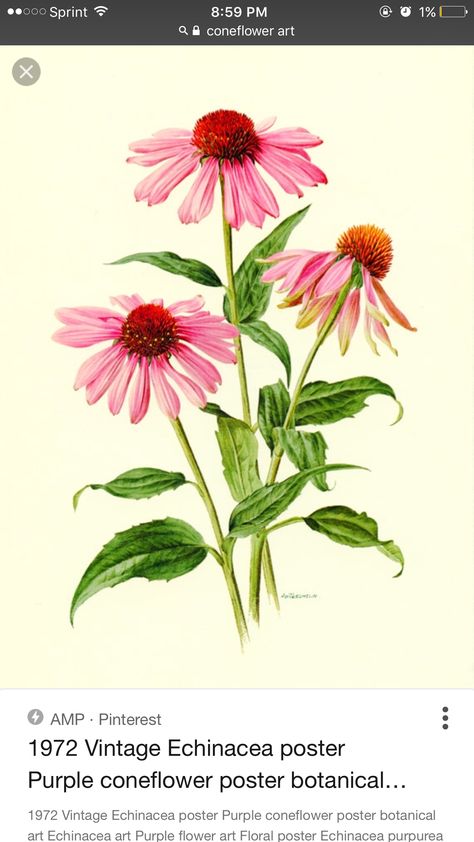 Purple Coneflower, Visual Library, Echinacea Purpurea, Illustration Botanique, Botanical Artwork, Watercolor Flower Art, 수채화 그림, Botanical Poster, Plant Drawing