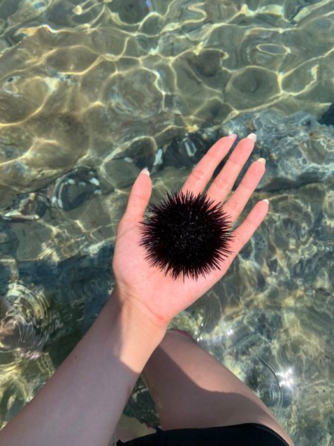 Sea Urchin Aesthetic, Lisa Core, Ocean Projects, Sea Holiday, Water Creatures, Sea Urchins, Sea Urchin, Zadar, Marine Biology