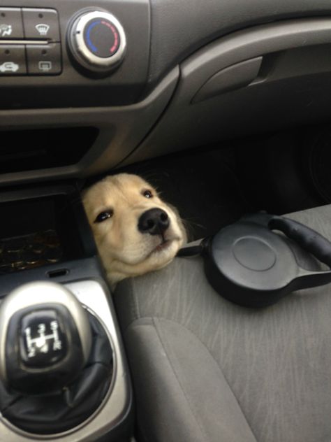 It's easy to become distracted while driving with this lil guy staring at me - Imgur 골든 리트리버, Love My Dog, 웃긴 사진, Cocker Spaniel, 귀여운 동물, Dog Life, I Love Dogs, A Car