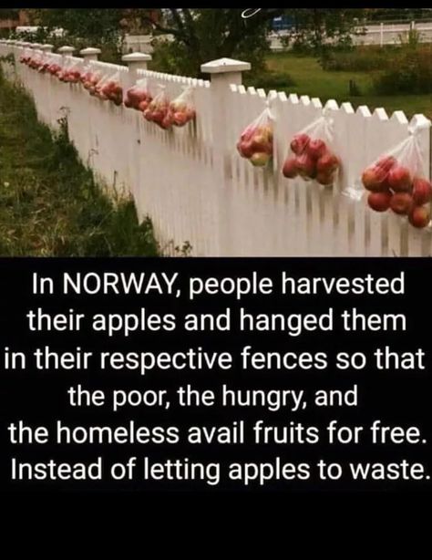 Are Surplus Apples Hung for Free From Fences in Norway to Feed the Hungry? Mexican Hairless Dog, Feed The Hungry, Hairless Dog, Chandler Riggs, Human Kindness, Faith In Humanity Restored, Humanity Restored, Gives Me Hope, Rick Grimes