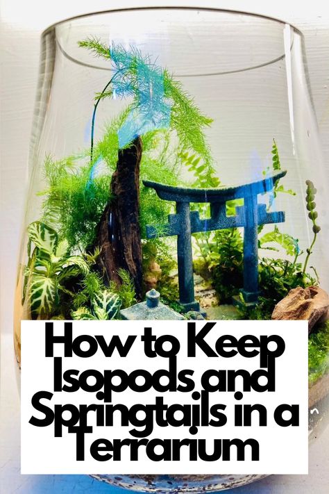 Dive into our comprehensive guide and learn the best practices for keeping isopods and springtails thriving in your terrarium!  Discover the essential care tips, from moisture levels to substrate choices, that will ensure their well-being. Explore the symbiotic relationship between these beneficial organisms and your terrarium's ecosystem. Join us on this captivating journey and become a pro at housing isopods and springtails today!  IG Photo by: linnys_mini_garden Sealed Terrarium Bottle Garden, Mini Greenhouse Terrarium, Terrarium Ideas Small, Isopod Terrarium Ideas, Isopods Terrarium, Terrarium With Water, Closed Terrarium Ideas, Cool Terrarium, Isopod Terrarium