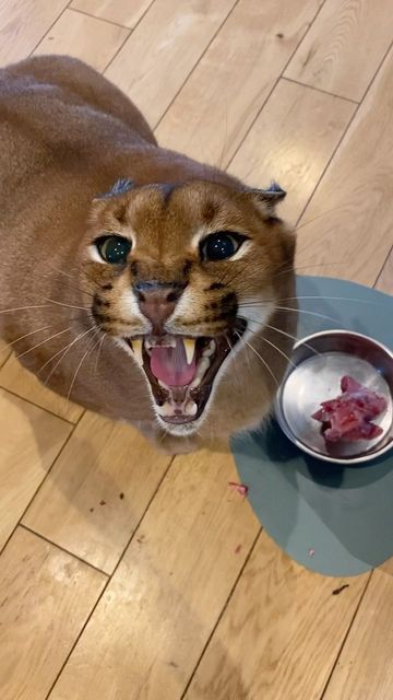 Pumba Caracal on Instagram: "Pumber enjoying his Floppa Friday dinner😻🥩" Floppa Caracal, Floppa Cat, Big Floppa, Caracal Cat, Friday Dinner, Silly Cats Pictures, Black Cat Art, Funny Cute Cats, Silly Cats