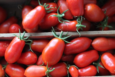 Where Your Treasure Is: San Marzano Tomato Sauce: From Garden to Table San Marzano Tomatoes Recipes, San Marzano Tomato Sauce Recipes, San Marzano Tomato Sauce, Heirloom Tomatoes Varieties, Best Spaghetti Sauce, Growing Tomato, Marzano Tomatoes, Fresh Tomato Recipes, Fresh Tomato Sauce