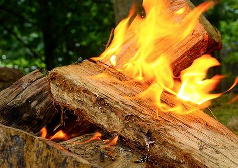 DIY: How To Build a Fire Like a Pro - One Green PlanetOne Green Planet How To Dry Wood, Diy Hygiene, To Build A Fire, Best Charcoal Grill, Modern Fire Pit, Best Charcoal, Fire Pit Ring, Gas Fire Table, Green Planet