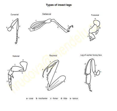 insect leg types Space Forest, Leg Types, Insect Legs, Insect Anatomy, Legs Drawing, Woodpecker Art, Leg Reference, Drawing Legs, Insect Taxidermy