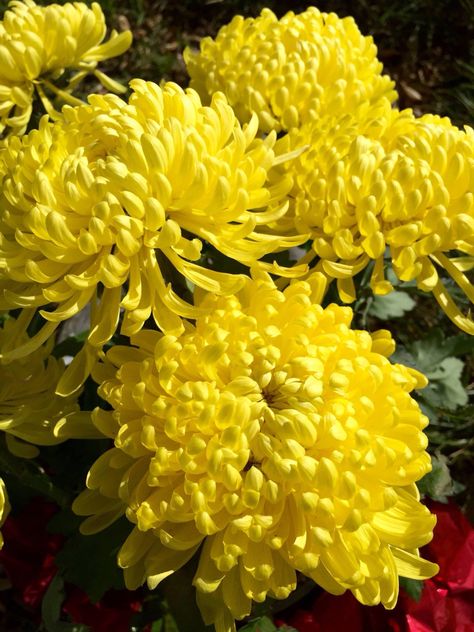 Yellow Chrysanthemum Bouquet, Yellow Chrysanthemum Aesthetic, Chrysanthemum Bouquet, Morocco Photography, Fantastic Flowers, Yellow Chrysanthemum, Wallpaper 2024, Chrysanthemum Flower, Yellow Aesthetic