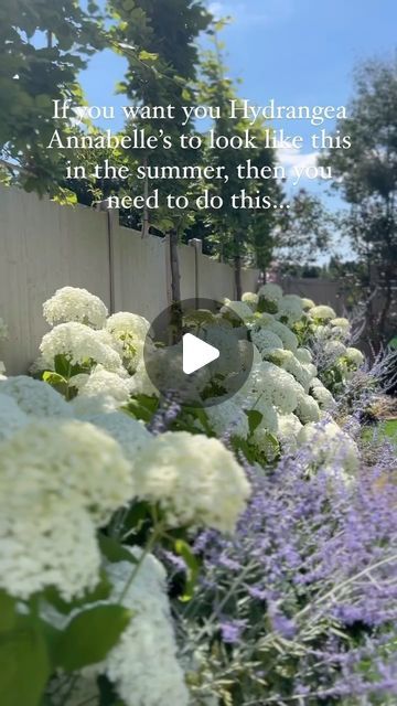 THE SUFFOLK NEST Ashlee Jane on Instagram: "This is your annual reminder to prune your Annabelle and Peniculata Hydrangea 🤍 Cut them down to the last 2 nodes and I promise they’ll grow back so much stronger and you’ll have loads of lovely new growth! #hydrangeapruning #hydrangea #hydrangeaannabelle #annabellehydrangea #gardeningtips #gardeninspiration #gardeningreel #gardendesign #springseason #springgardening #hydrangeaseason #gardenlove #gardenknowhow #hydrangeaheaven #gardenflowers #gardenlife #summerhydrangea #whitehydrangea #gardeningtip #gardeningideas" Flower Bed Hydrangea, Standard Hydrangea Tree, Peony Hydrangea Garden, Lilac And Hydrangea Garden, Hydrangea Strong Annabelle, Gardenia And Hydrangea Garden, Hydrangea Landscaping Front Yards Curb Appeal, Hydrangeas In Front Of House Curb Appeal, Hydrangea Front Garden