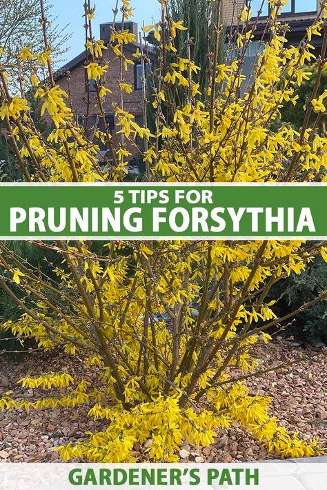 Yellow Shrubs, Forsythia Bush, Pruning Plants, Garden Shrubs, Garden Yard Ideas, Plant Cuttings, Garden Trees, Small Balcony, Garden Spaces