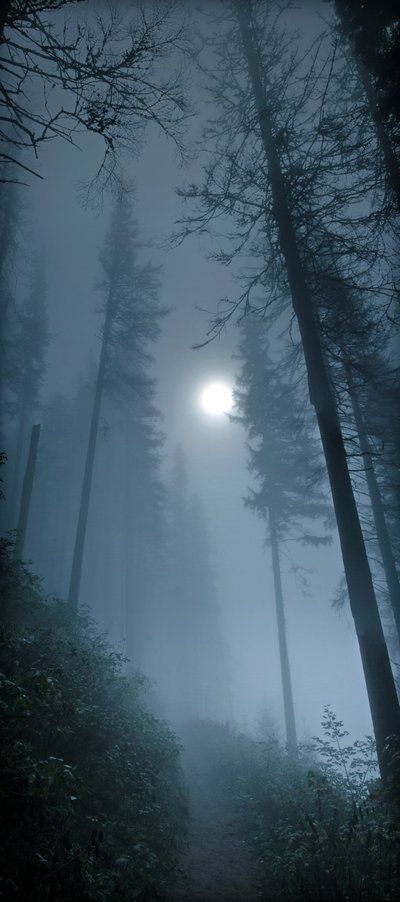 Gosh I LOVE 'filmset' paths of illuminated mists, courtesy of the Full Moon in the winter woods #pixiecrystals Belle Nature, Foggy Forest, 다크 판타지, 수채화 그림, Beautiful Moon, In The Woods, Belle Photo, Full Moon, Beautiful World