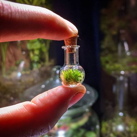 Cute Terrarium, Tiny Terrarium, Moss Terrarium, Plant Photography, Pretty Plants, Zen Garden, Worcester, Small Garden, Terrarium