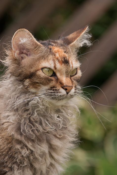 Laperm Cat, Majestic Cats, Curly Cat, Laperm, Rare Cat Breeds, Selkirk Rex, Warrior Cat Oc, Rare Cats, Rex Cat