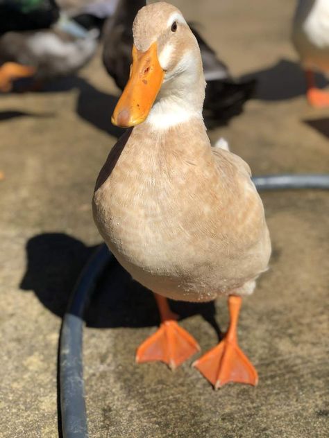 Saxony Ducks, Wild Duck, Saxony, Sea Birds, Ducks, Birds, Water, Animals