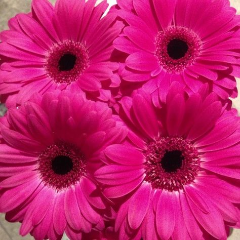 Gerbra daisies! Lotus Flower Pictures, Flowers Daisies, Gerbera Flower, Magenta Flowers, Daisy Love, Gerber Daisies, Gerbera Daisy, Flower Lover, Types Of Flowers