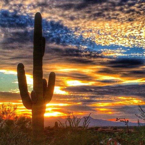 Saguaros cactus at sunset Tucson Arizona Arizona Pics, Desert Pics, Arizona History, Arizona Cactus, Arizona Sunset, Arizona Landscape, Mountain Ranch, Beautiful Countryside, Dope Quotes