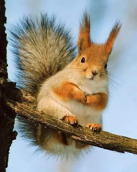 North American Animals, Squirrel Pictures, Cute Squirrel, A Squirrel, Chinchillas, Beautiful Moon, Silly Animals, Wildlife Animals, Happy Animals